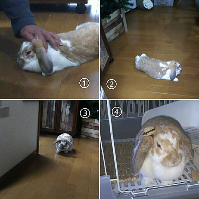 usamamaさんの実例写真