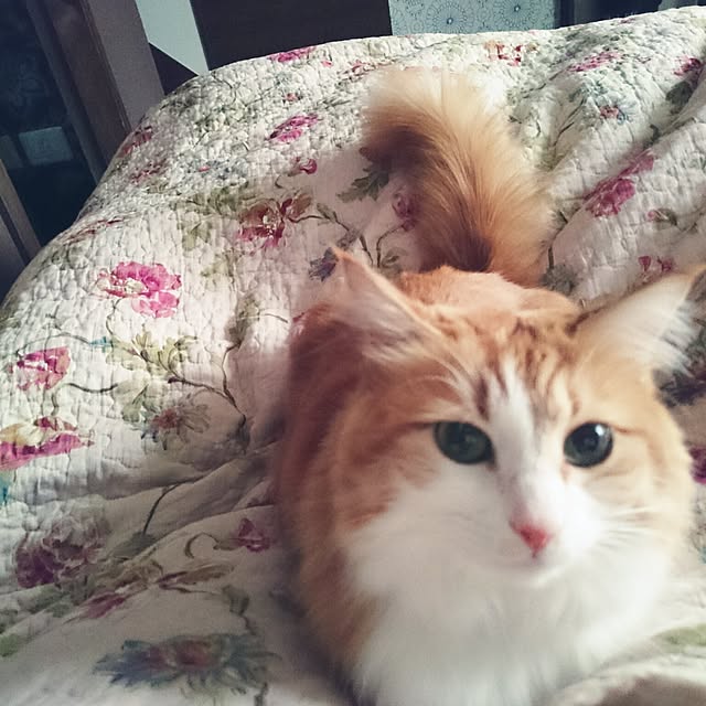 annさんの実例写真