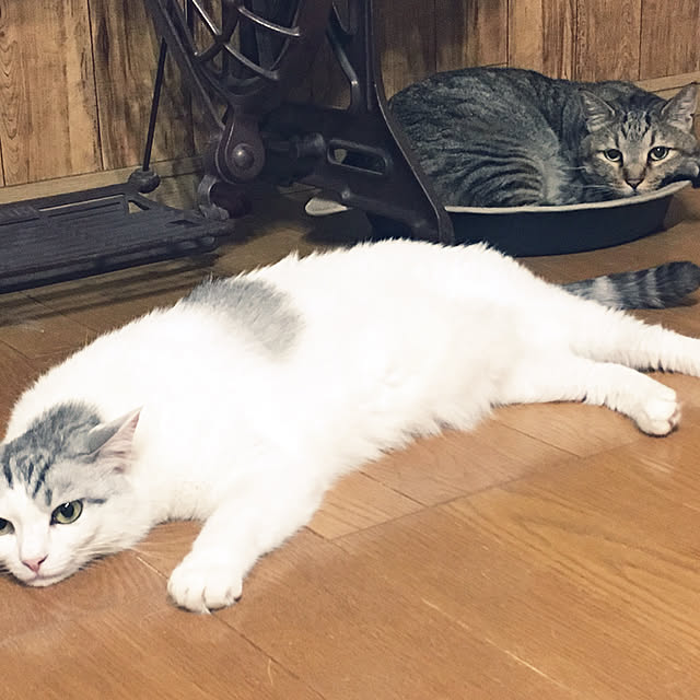 Miechamさんの実例写真