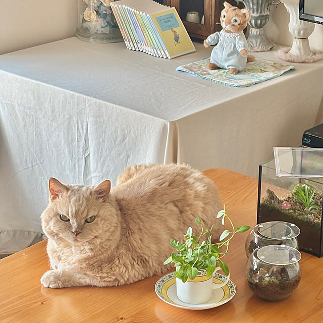 実例写真