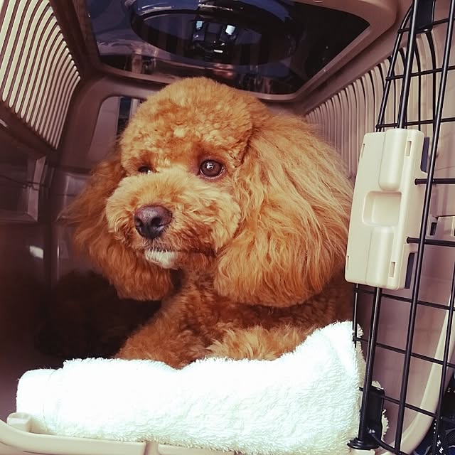 tomoki.さんの実例写真
