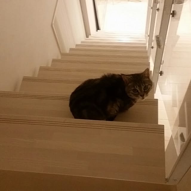 runayucoさんの実例写真