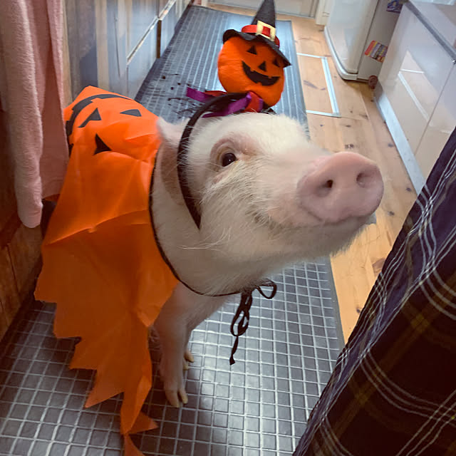 UGさんの実例写真