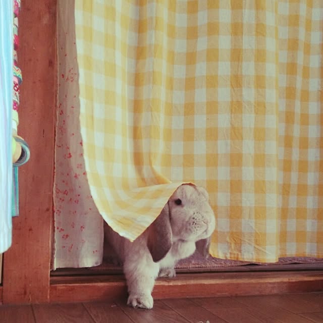 michikoさんの実例写真
