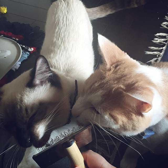 momocoさんの実例写真