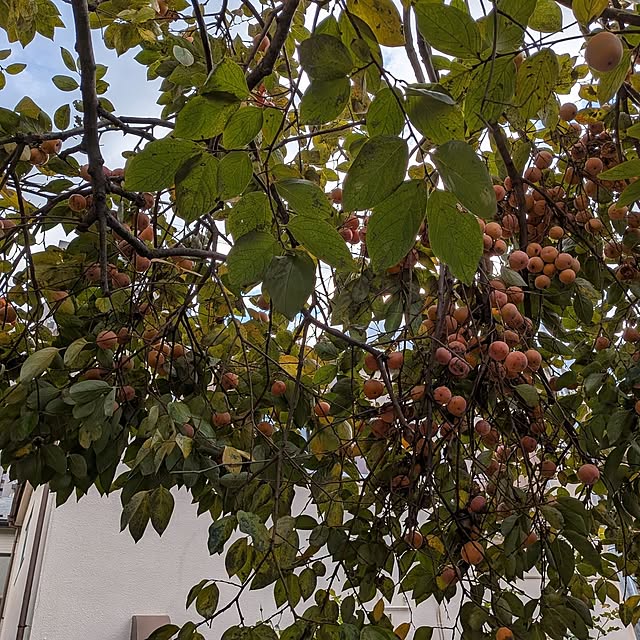 botanさんの部屋