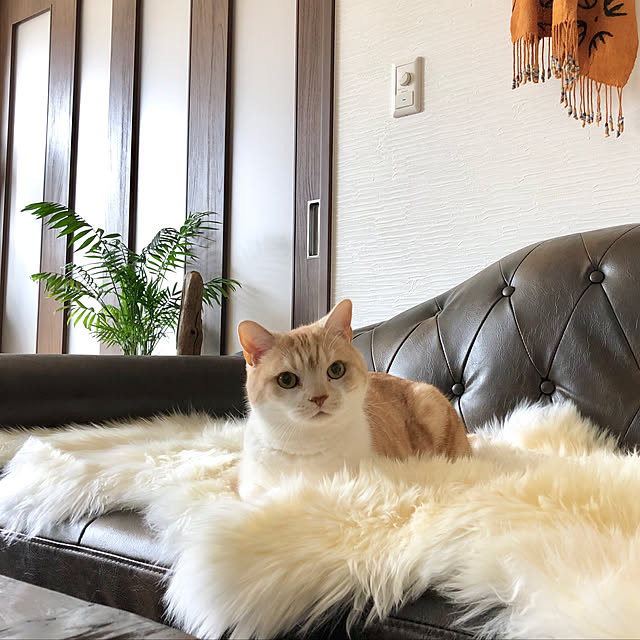 aiaiさんの実例写真