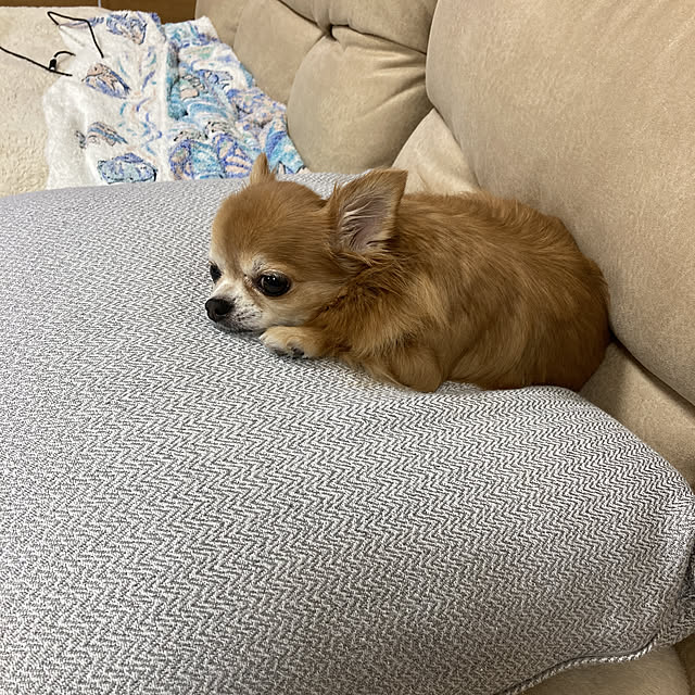 koroさんの実例写真