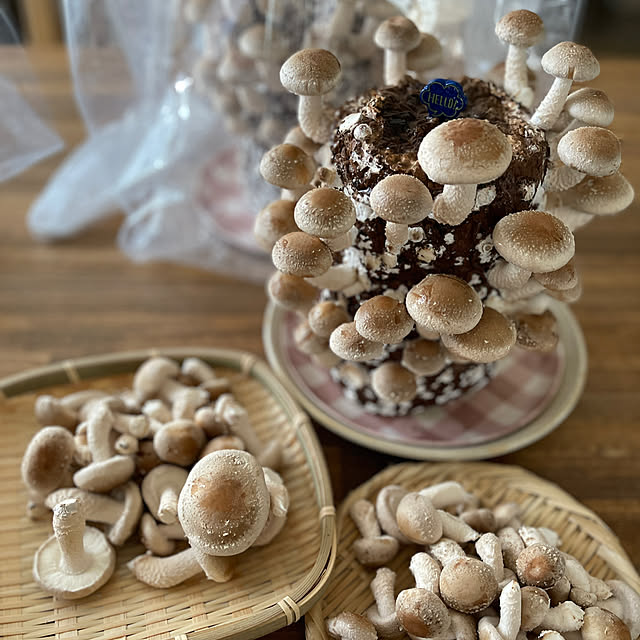 nikoさんの部屋