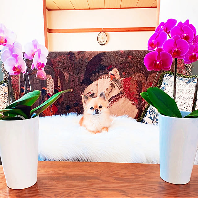 hanaさんの実例写真