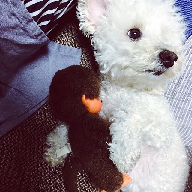 mocoyuki113さんの実例写真