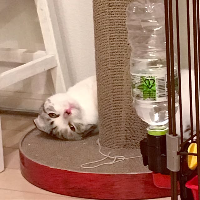yokkochanさんの実例写真