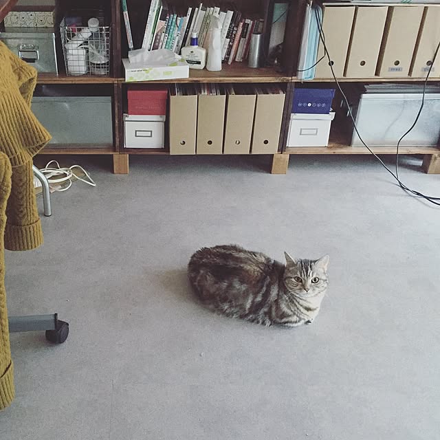 shinshinさんの実例写真