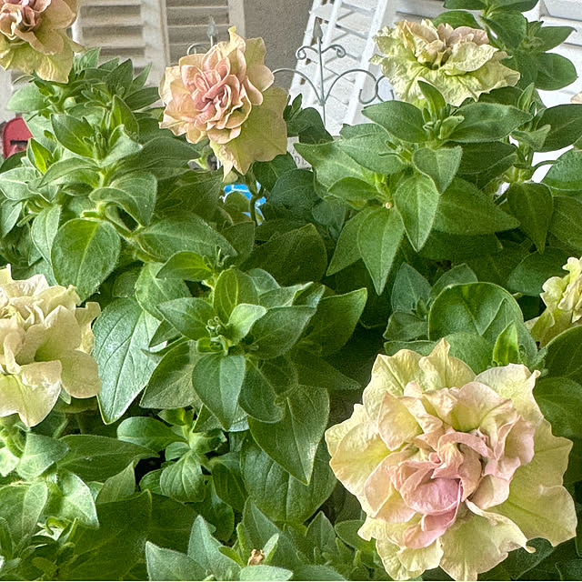 cocoさんの部屋