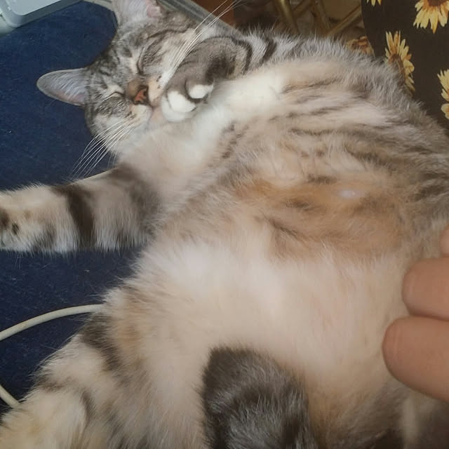 annさんの実例写真