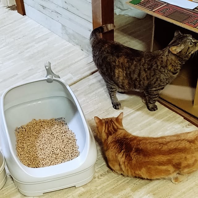 runaさんの部屋