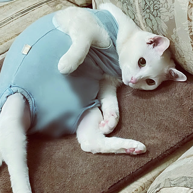 Ohigeさんの実例写真