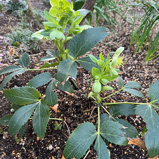 mamizaさんの部屋