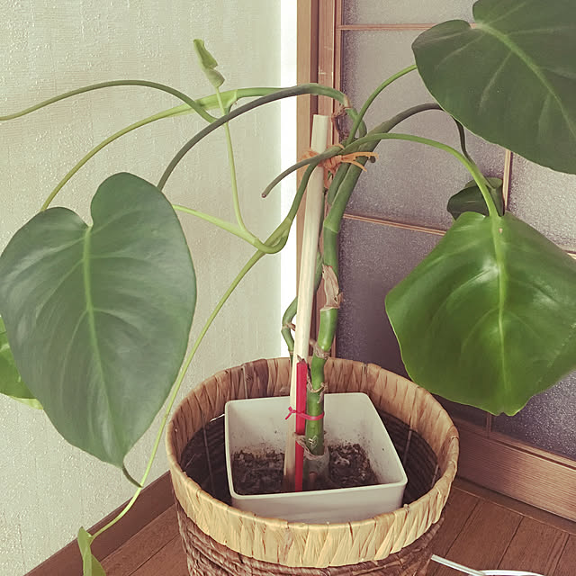 love_january24さんの実例写真
