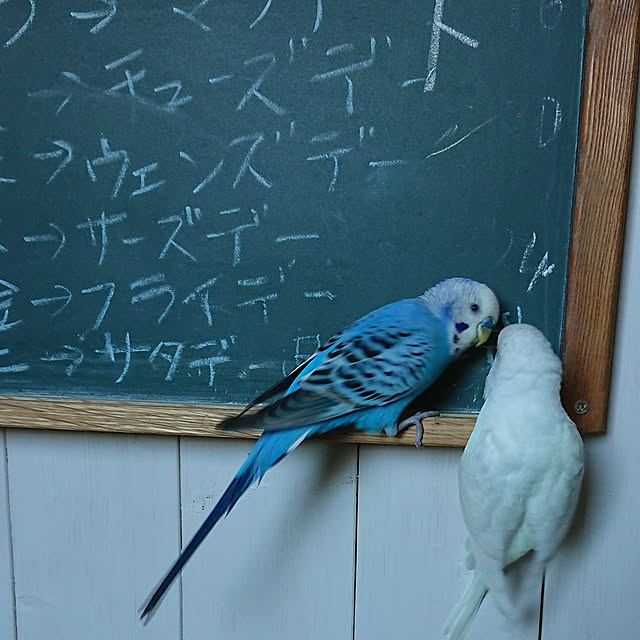 karinさんの実例写真