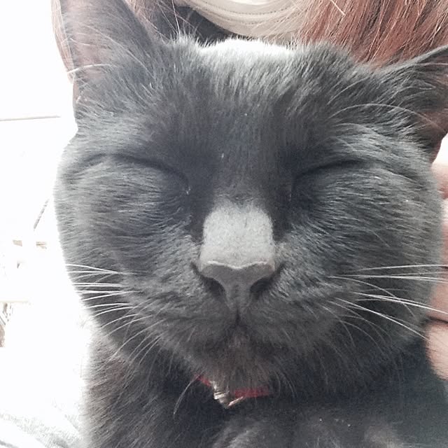 yufullfullさんの実例写真