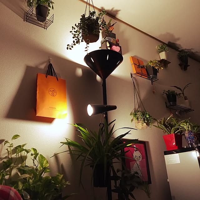 壁/天井/観葉植物/ダイソー/ぬいぐるみ/一人暮らし...などのインテリア実例 - 2016-12-24 01:08:03