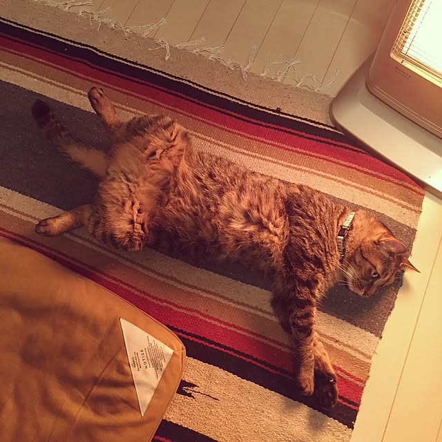neopipeさんの実例写真