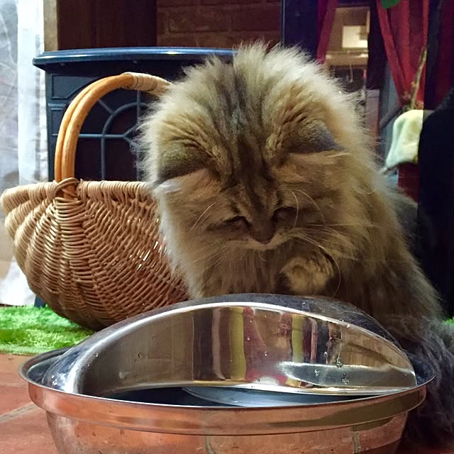 butachanさんの実例写真