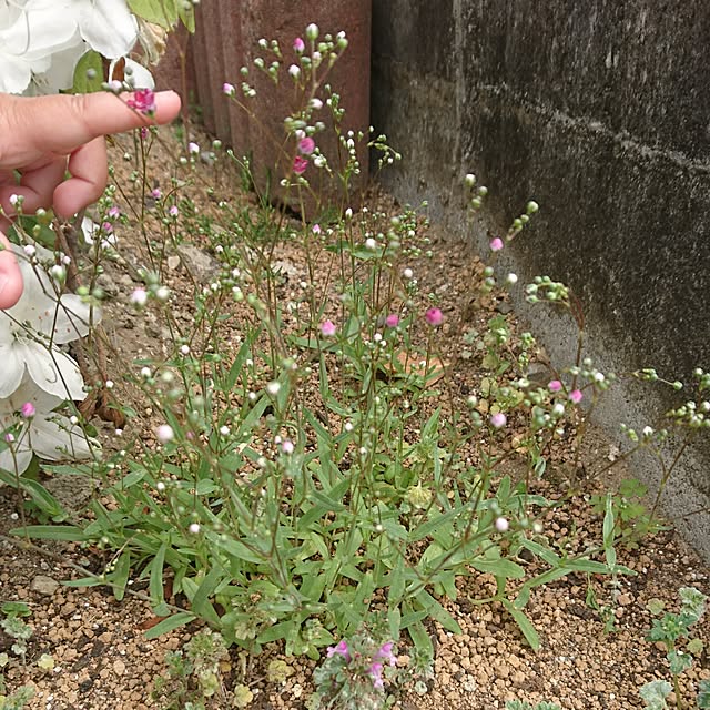 CHIBIさんの実例写真