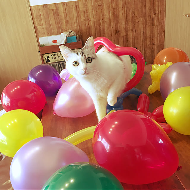 Miechamさんの実例写真