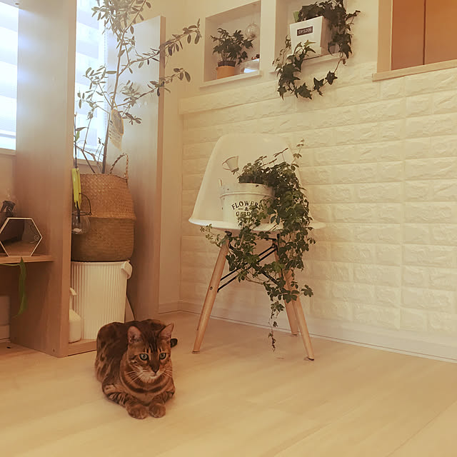 megu.catさんの実例写真