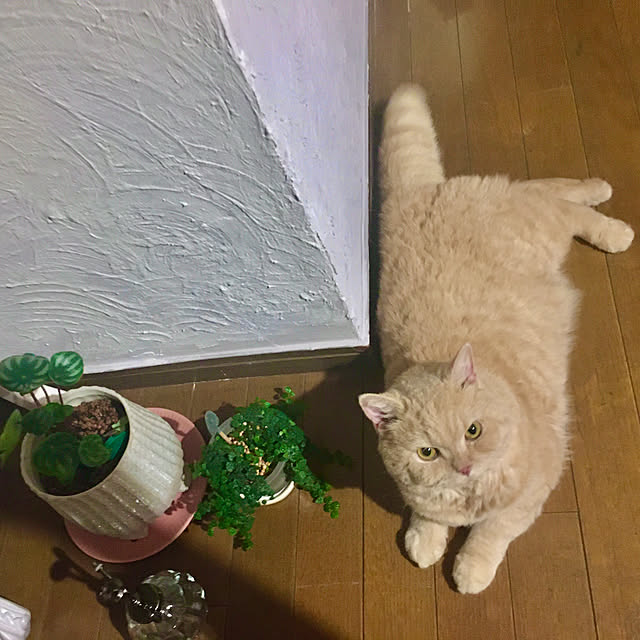 naokoさんの実例写真