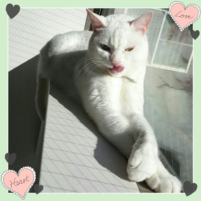 kikinanaさんの実例写真