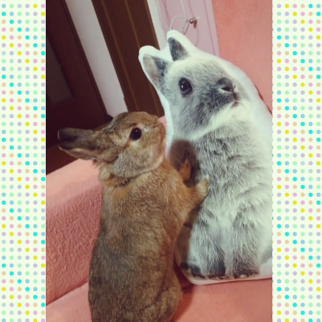 yuzu0223さんの実例写真