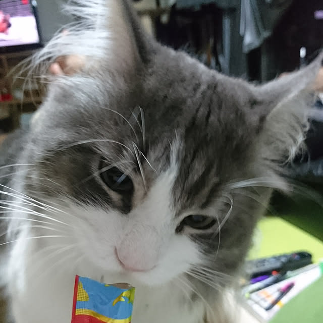 shinobuさんの実例写真