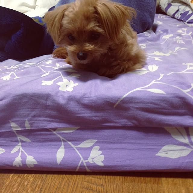 Reniさんの実例写真
