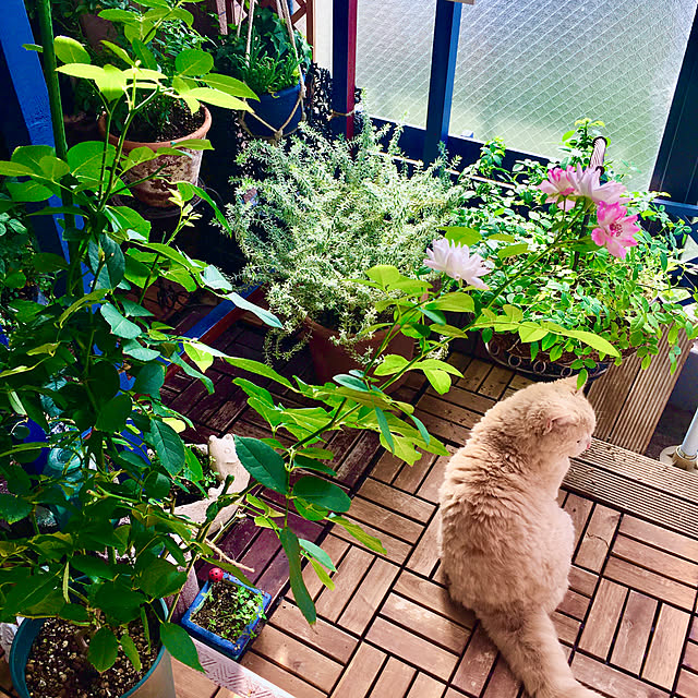 naokoさんの実例写真