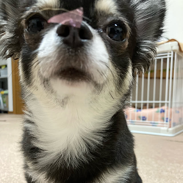 koroさんの実例写真