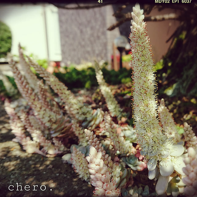 chero.さんの実例写真