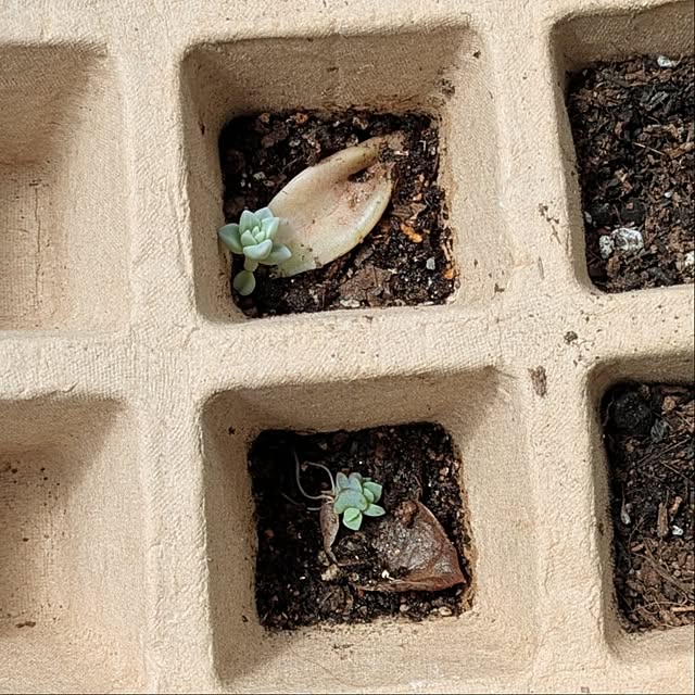 leaf_homeさんの部屋