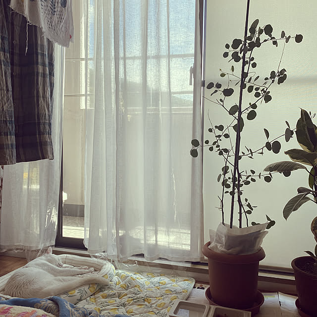 hanaさんの実例写真