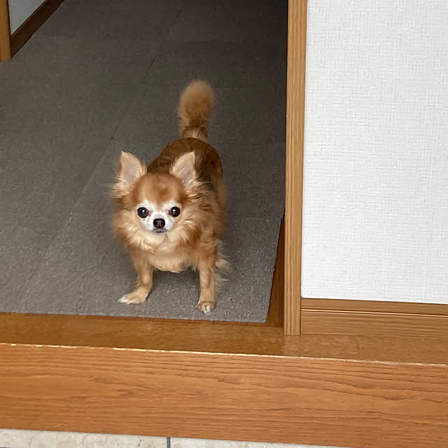 koroさんの部屋