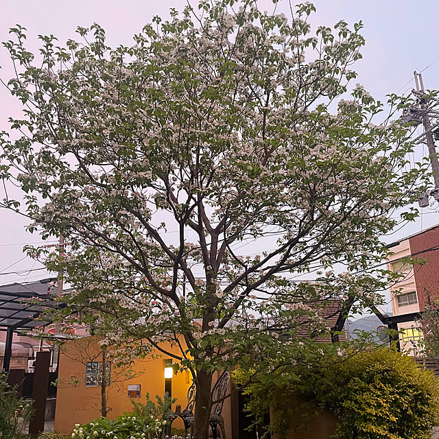 kuikoさんの部屋