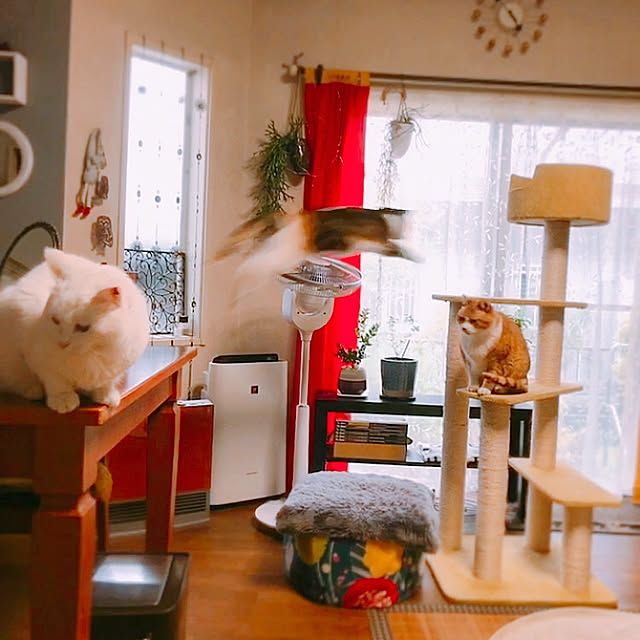 nyanko-beamさんの実例写真