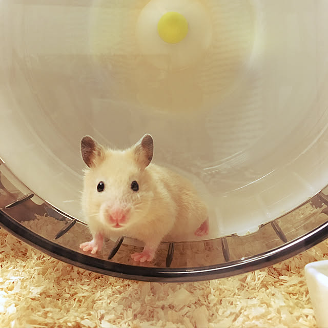 mokaraiさんの実例写真