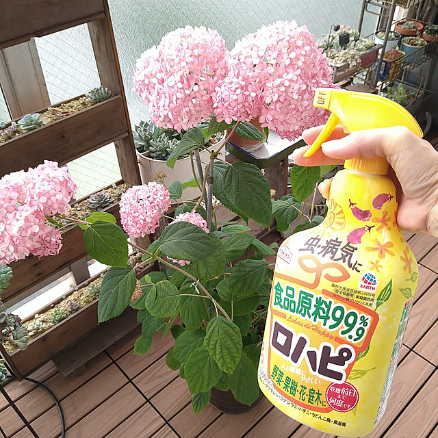 sakusakuさんの実例写真