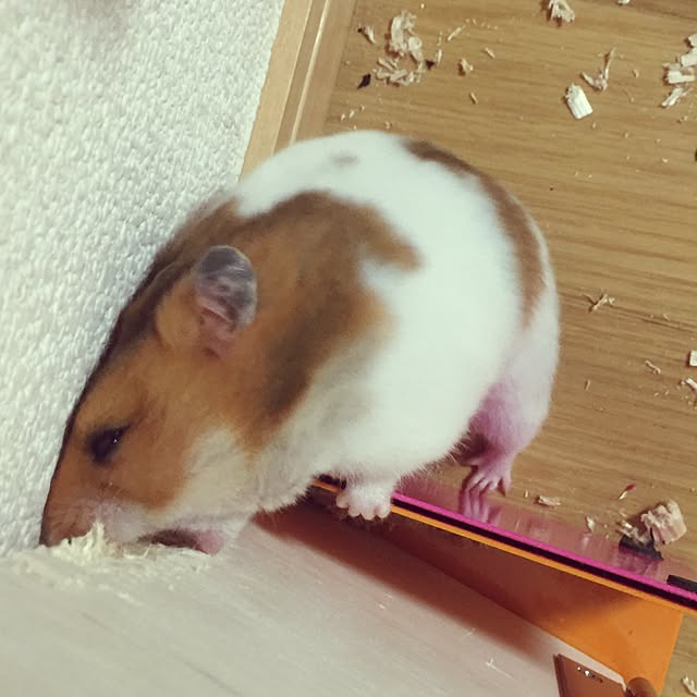 xxxakyxxxさんの実例写真