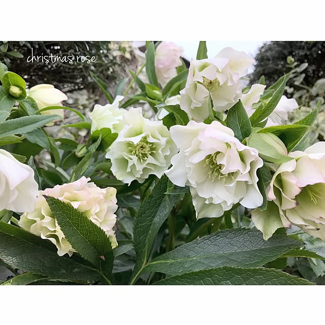 s.mamaさんの実例写真
