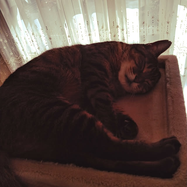 lilyさんの実例写真