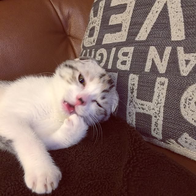 yokkochanさんの実例写真